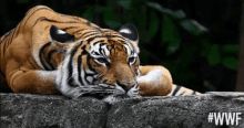 worldwildlifefund wwf bored tiger animals