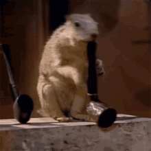 Squirrel Blowing A Pipe George Harrison GIF - Squirrel Blowing A Pipe George Harrison Got My Mind Set On You Song GIFs