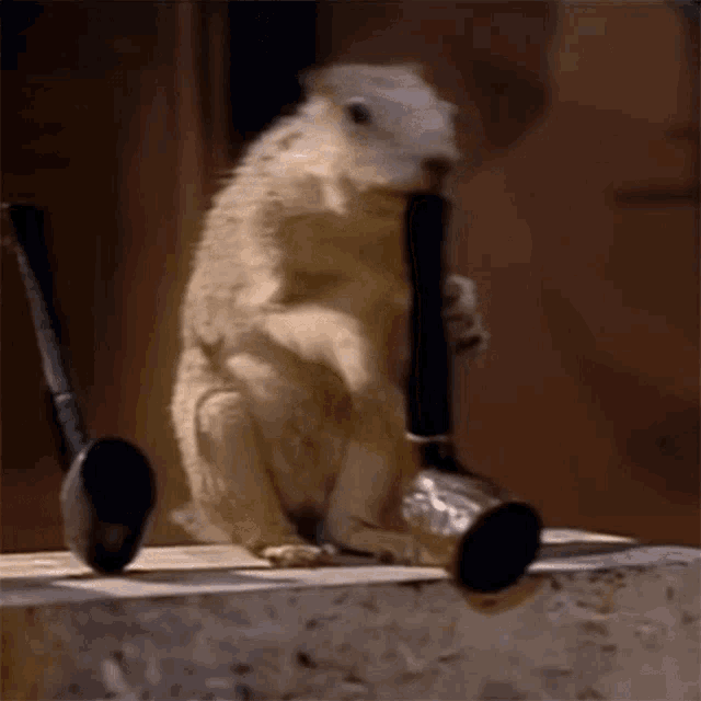Squirrel Blowing A Pipe Harrison GIF Squirrel Blowing A Pipe