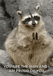 Laugh Raccoon GIF - Laugh Raccoon Hyper GIFs