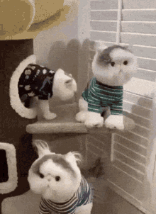 Cat Angry GIF - Cat Angry Fighting GIFs