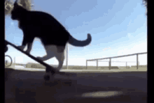 Alyx Skate Cat GIF - Alyx Skate Cat GIFs