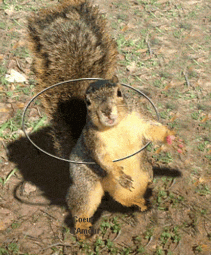 Squirrel Cute GIF - Squirrel Cute Dance GIFs