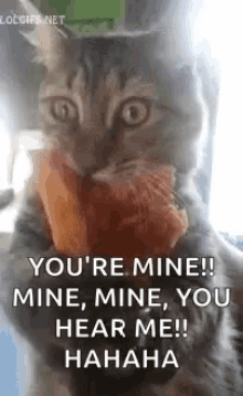 Cat I Can Have Pizza GIF - Cat I Can Have Pizza Pizza Cat GIFs
