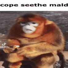 Cope Seethe Mald Monkey Eating Orange GIF - Cope Seethe Mald Monkey Eating Orange GIFs