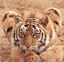 tiger animal cute adorable lick