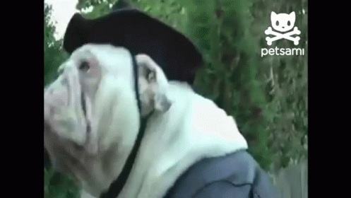 bulldog on a rocking horse
