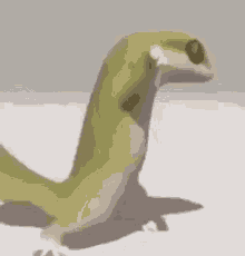 lizard dancing