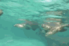 Seal Underwater Seal GIF - Seal Underwater Seal Seal Kiss GIFs