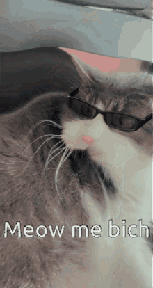 Angry Cat Cute Cat GIF - Angry Cat Cute Cat Instasofiagram GIFs