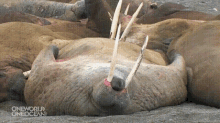 Snoring Walrus GIF - Walrus GIFs