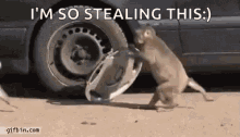 monkey car steal hubcap run monkey car steal hubcap run