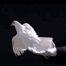 Dove Free GIF - Dove Free Freedom GIFs