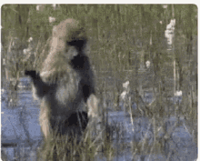 monkey nojinho