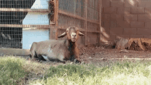 Chewing Weed Em And Reap GIF - Chewing Weed Em And Reap Goat GIFs