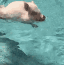 Pig Swimming GIF - Pig Swimming Summer Bod GIFs