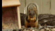 Squirrel Squirrel Dance GIF - Squirrel Squirrel Dance Whats Up GIFs