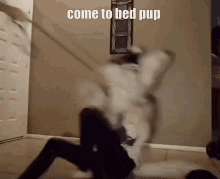 Come To Bed Pup GIF - Come To Bed Pup GIFs