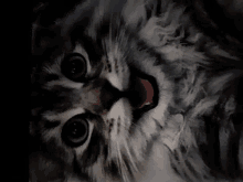 Happy Kitty GIF - Happy Kitty Cat GIFs