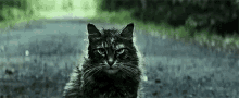 cat stare serious pet sematary