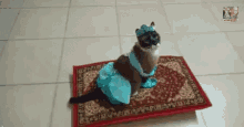 A Whole New World GIF - Cute Cats GIFs