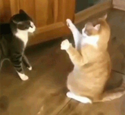 Cat Meow GIF - Cat Meow Cute Cat - Discover & Share GIFs