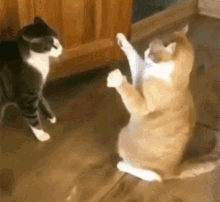 Cat Fight Meow GIF - Cat Fight Cat Meow GIFs