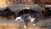 funny cat pull close enough ignored