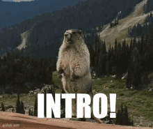 Intro Marmot GIF - Intro Marmot GIFs
