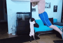 funny animals cats workout pole dancing spin