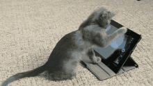 Cat Tablet GIF - Cat Tablet I Pad GIFs