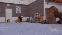 Playing Catch National Geographic GIF - Playing Catch National Geographic Wizard Of Paws GIFs