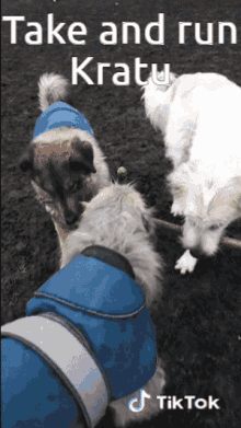 Kratu Dog GIF - Kratu Dog Thief GIFs