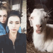 Goat Chewing GIF - Goat Chewing Make Face GIFs