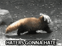Haters Gonna Hate Red Panda GIF - Haters Gonna Hate Red Panda Red GIFs