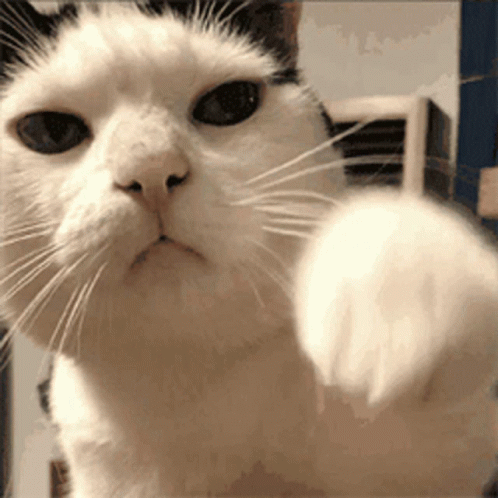 Kedi Gifs Tenor