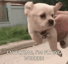 Puppy Flight GIF - Puppy Flight Flying Puppy GIFs