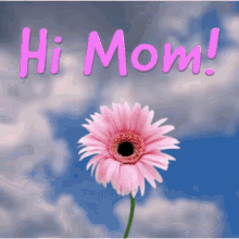 Daisy Hi Mom GIF - Daisy Hi Mom Flower GIFs