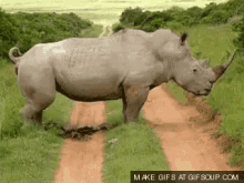 rhino rhinocerus poop poo shit