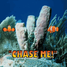 aquarium clown fish tropical fish chase me marine fish