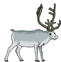 Reindeer Caribou Sticker - Reindeer Caribou Peary Caribou Stickers