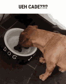Dogs He Just Wants The Bone GIF - Dogs He Just Wants The Bone GIFs