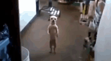 Dance Dog GIF - Dance Dog Standing GIFs