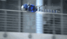 dragonfly flying bug insect dragonfly flying bug insect