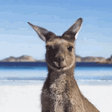 Happy Australia Day January26 GIF - Happy Australia Day January26 Proud Aussie GIFs