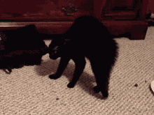 Black Cat Kitten GIF - Black Cat Cat Kitten GIFs