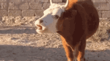 Chew GIF - Cow Cows Chew GIFs