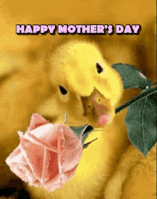 Happy Mothers Day Mothers Day Rose GIF - Happy Mothers Day Mothers Day Rose Mothers Day GIFs
