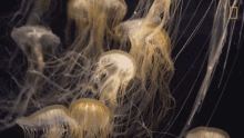 Jellyfishes Animals Of The Sea GIF - Jellyfishes Animals Of The Sea Jellyfish Group GIFs