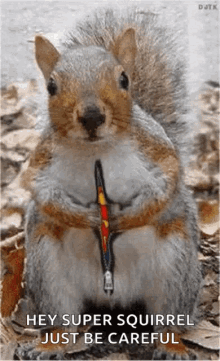Squirrel Super GIF - Squirrel Super Cute GIFs